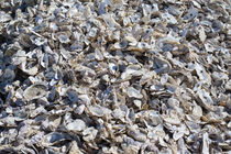 Shucked Oyster Shells von agrofilms