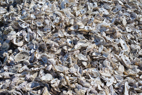 Shucked-oyster-shells