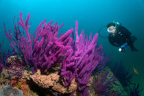 Diver looks at Soft corals by Norbert Probst