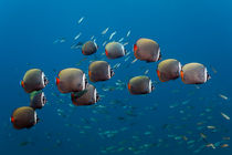 Shoal Redtail Butterflyfishes by Norbert Probst