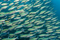 Shoal Fusiliers by Norbert Probst