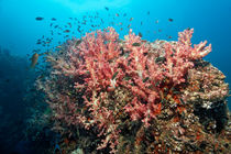 Soft Coral Reef  by Norbert Probst