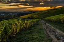 Weinberge bei Martinsthal 83 by Erhard Hess