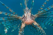 Lionfish by Michael Moxter
