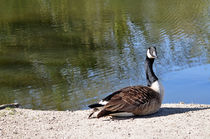 Canada Goose, Basking In The Sun by Rod Johnson