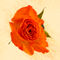 Rose-orange-seura-3579-2012