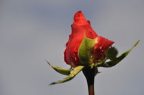 The weeping rose von Wassilios Aswestopoulos