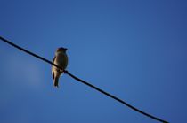 sparrow hanging around in sunny blue - Spatz hängt ab in sonnigem Blau by mateart
