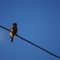 Sparrow-hanging-around-in-sunny-blue