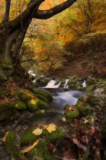 autumn creek IV von Bor Rojnik
