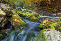 autumn creek by Bor Rojnik