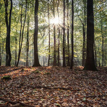 Autumn Sunbeams by David Tinsley