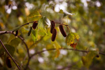 Herbst von sylbe