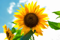 Sunflower von Gabriela Wernicke-Marfo