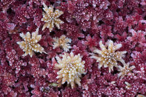 Frozen Sphagnum moss by Nicklas Wijkmark