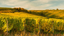 Weinberge bei Martinsthal by Erhard Hess
