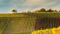 Weinberge Kloster Eberbach by Erhard Hess