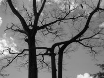 Leafless by Olamide Adeosun