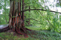 Mammutbäume, sequoias von Sabine Radtke