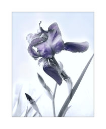 Iris germanica by Inge Meldgaard