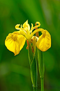 Yellow Iris, (Iris pseudacorus) by Rod Johnson