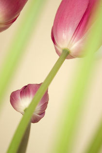 Tulpen von Tobias Koch