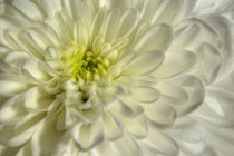 White Chrysanthemum by Sarah Couzens