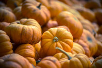 Mini Pumpkins by agrofilms