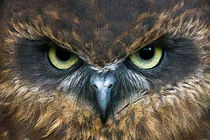 Boobook Owl by Bill Simpson