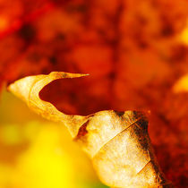 Herbst Makro by M. Ziehr