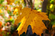 Herbstflackern by M. Ziehr