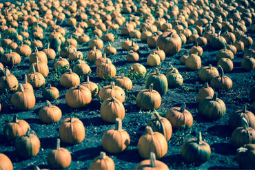 Pumpkins-farm