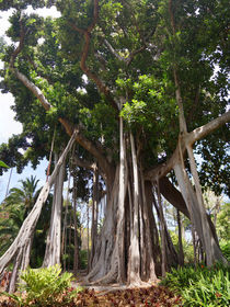Riesengummibaum, huge rubber tree by Sabine Radtke