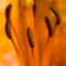 Feuerlilie-22062008-036