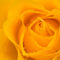 Gelbe-rose-1604060006