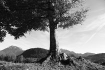 Baum by Falko Follert