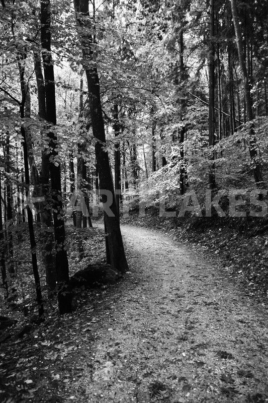 "Wald Schwarz Weiß" Photography art prints and posters by Falko Follert
