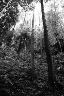 Wald Schwarz Weiß by Falko Follert