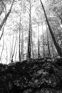 Wald Schwarz Weiß von Falko Follert