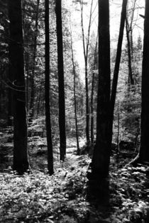 Wald von Falko Follert