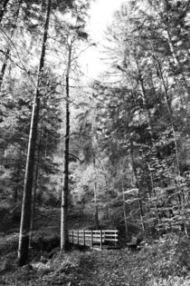 Wald von Falko Follert