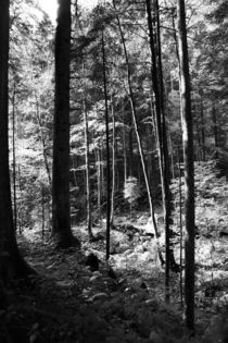 Wald by Falko Follert