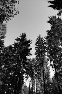 Wald by Falko Follert