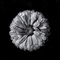 Backyard Flowers In Black And White 10 by Brian Carson
