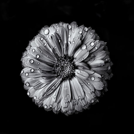 Backyard-flowers-in-black-and-white-10-after-the-storm