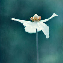 If Petals were wings... by Priska  Wettstein