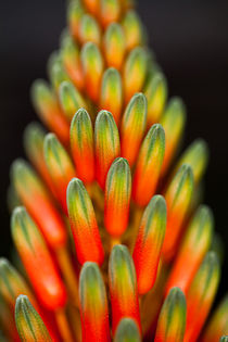 Blüte der Aloe von blackbiker