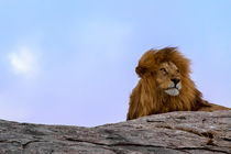 The Lion King - El Rey León by Víctor Bautista
