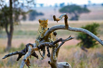 El distinguido vigía - leopard on the tree von Víctor Bautista