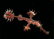 Harlequin ghost pipefish by Michael Moxter